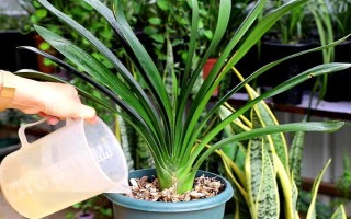 君子兰有几叶能开花，要长出二十片叶子之后才会开