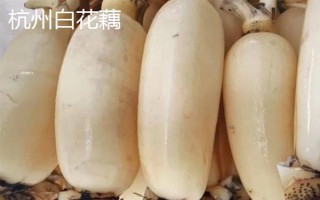 莲藕哪些品种比较好,鄂莲系列具有较高的品质
