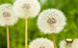 蒲公英如何鉴别，它的叶片细长呈倒卵披针状