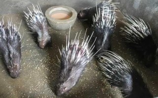 养殖豪猪的优势,其抗病能力强且劳力投入少