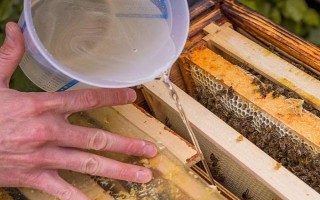 新收的蜜蜂不做巢的原因，可能是没有蜂王或缺少食物等