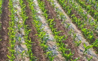 润玉8号玉米品种简介，适宜密度为每亩4000株左右