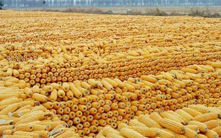 富友123玉米种子介绍，适宜密度为4000株/亩