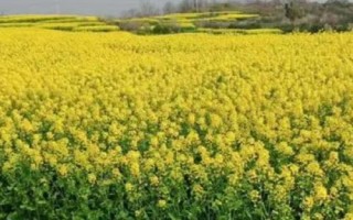 油菜的种植技术，种植之前对土壤进行翻耕