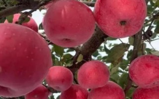 大凉山丑苹果有几个品种，主要有嘎啦、红将军、红富士这3个品种