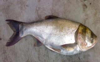 鲢鱼和鲶鱼的区别,鲢鱼是滤食性鱼类、鲶鱼是捕食性鱼类