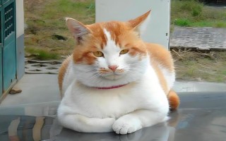 世界上最小的猫的种类，常见的有茶杯猫、欧洲短毛猫等