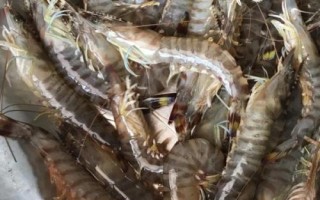 日本对虾简介，是重要的经济虾类之一