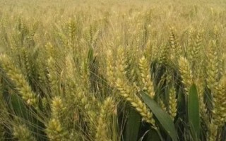 酒春13号小麦种子特征特性,每亩适宜基本苗40~45万
