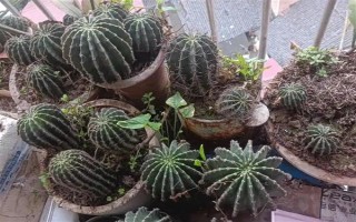 仙人球的浇水间隔，夏季每隔1-2周浇一次