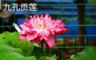 陕西省华阴市的特产，包括麻食菜和华阴豆腐脑等种类