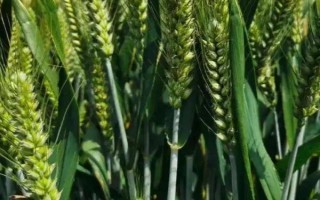 伟隆121小麦种子简介，生育期两年平均233.2天