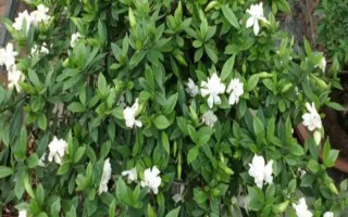 栀子花秋季怎么分株,洗净根部泥土后再从母株上剪下分蘗苗