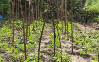 何时种植长豆角，以4-5月份为宜