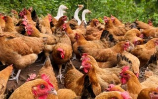 小鸡1-40日龄的温度要求，1-2日龄的适温为35℃