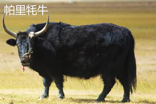 西藏日喀则市有什么特产，亚东木耳具有很高的知名度