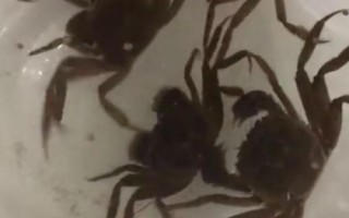 螃蟹放家里怎么养活，只需提供水和食物便可