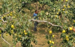 梨树采摘后管理要点，采摘后首先要清理残枝败叶