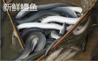 鳗鱼干和新鲜鳗鱼的区别,鲜鳗鱼的口感更佳