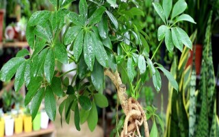 招财树怎么养，浇水时要沿着盆边缓慢浇灌