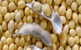 东农豆110大豆种子介绍,在适应区5月上旬播种