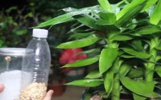 冬天怎么养富贵竹,在气温下降前施加一次腐熟的有机肥