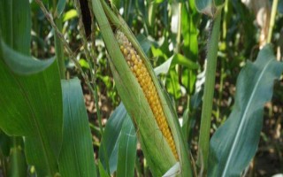 万鲜甜159玉米种子特点，秋季在立秋前后10天播种