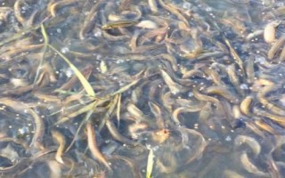 捉泥鳅绝招，可采用网捕法、笼捕法和挖捕法