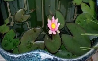 睡莲能不能完全水养,可以水培但要用碎石固定根系