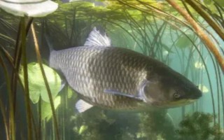 草鱼是不是淡水鱼，属于典型的淡水鱼类