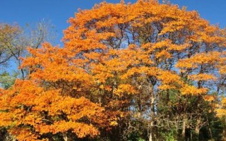 怎么区分公秋和母秋，公秋是指农历6月份入秋、母秋是指农历7月份入秋