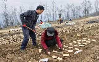 引种天麻要注意什么，当地的气候满足条件才能种植