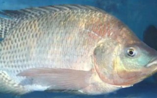 0.8号子线要搭配多大的袖钩，一般可搭配4-5号袖钩