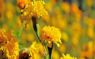 万寿菊的形态特征，株高在150厘米左右