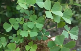 幸运草的盆栽养护方法，放在向阳处让它全天晒光