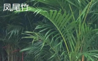 散尾葵和凤尾竹的区别，形态和习性均不同