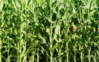 Q玉7号(区试名称:Q玉130)玉米种子简介,播种前要犁耙好地