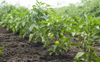 菜椒一亩地产多少斤，一般能产1-2千斤左右