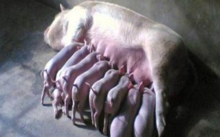 红糖喂母猪的作用，可达到催奶、催情和增肥的效果