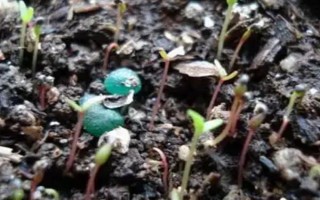 半枝莲的生长阶段，分为幼苗期、生长期、盛花期、休眠期