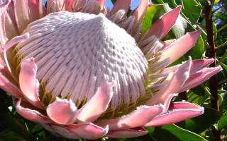 帝王花的养殖方法,每隔3-5天浇水一次