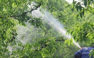 果树如何使用多效唑，分为土施法、叶喷法、涂干法等