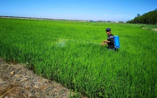 盖草能怎么使用，在杂草4叶期左右用药兑水喷雾