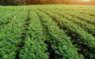 胡萝卜最佳种植时间,秋萝卜一般在7月下旬播种