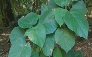 金皮树和荨麻的区别是什么,外形、分布均不同