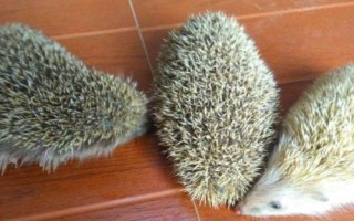 如何人工养殖刺猬，饲养期间可人为制造野生环境