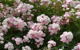 蔷薇花苗哪些品种比较常见，以下7种经常看到