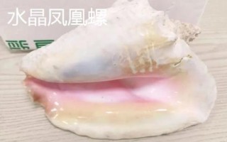 凤凰螺的产地，主要分布在日本奄美岛以南等地方