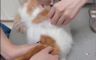 世界上最小的猫的种类，常见的有茶杯猫、欧洲短毛猫等