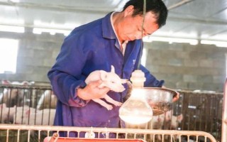 猪拉稀且不吃食如何处理,小猪黄白痢可对它灌服利克太保